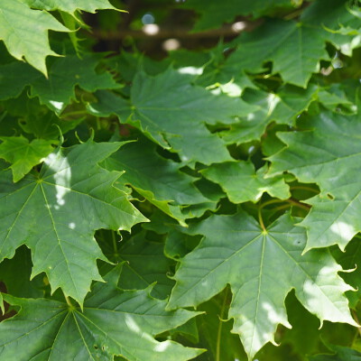 Acer platanoides 'Globosum' (2)